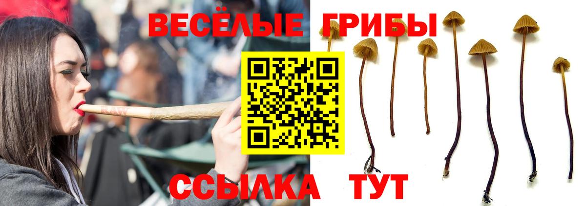 Новозыбков  Галлюциногенные грибы прущие грибы  Вход с VPN 